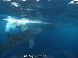 Whaleshark with Fisherman showing off and doing what he s... by Ray Tibbles 